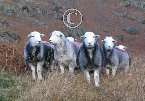 Herdwick Sheep DMO289